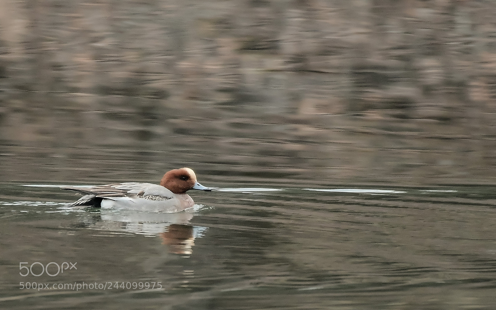 Nikon D500 sample photo. Canard siffleur photography