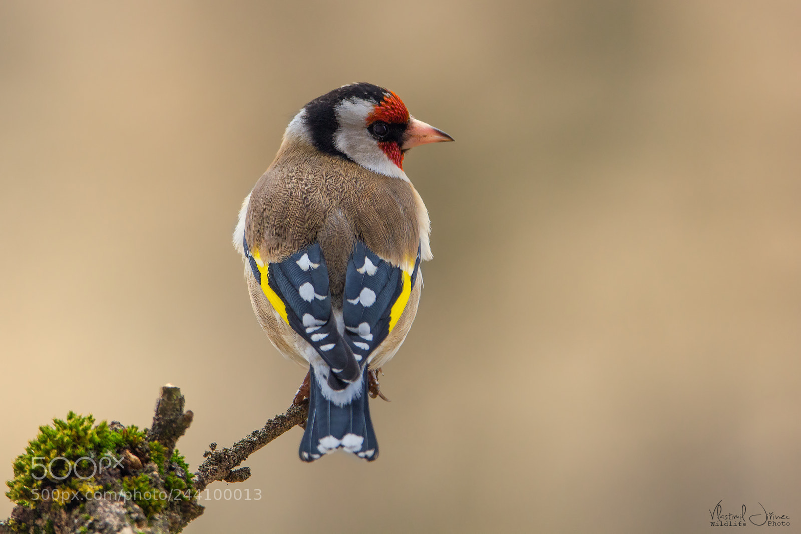 Canon EOS 550D (EOS Rebel T2i / EOS Kiss X4) sample photo. Carduelis carduelis photography