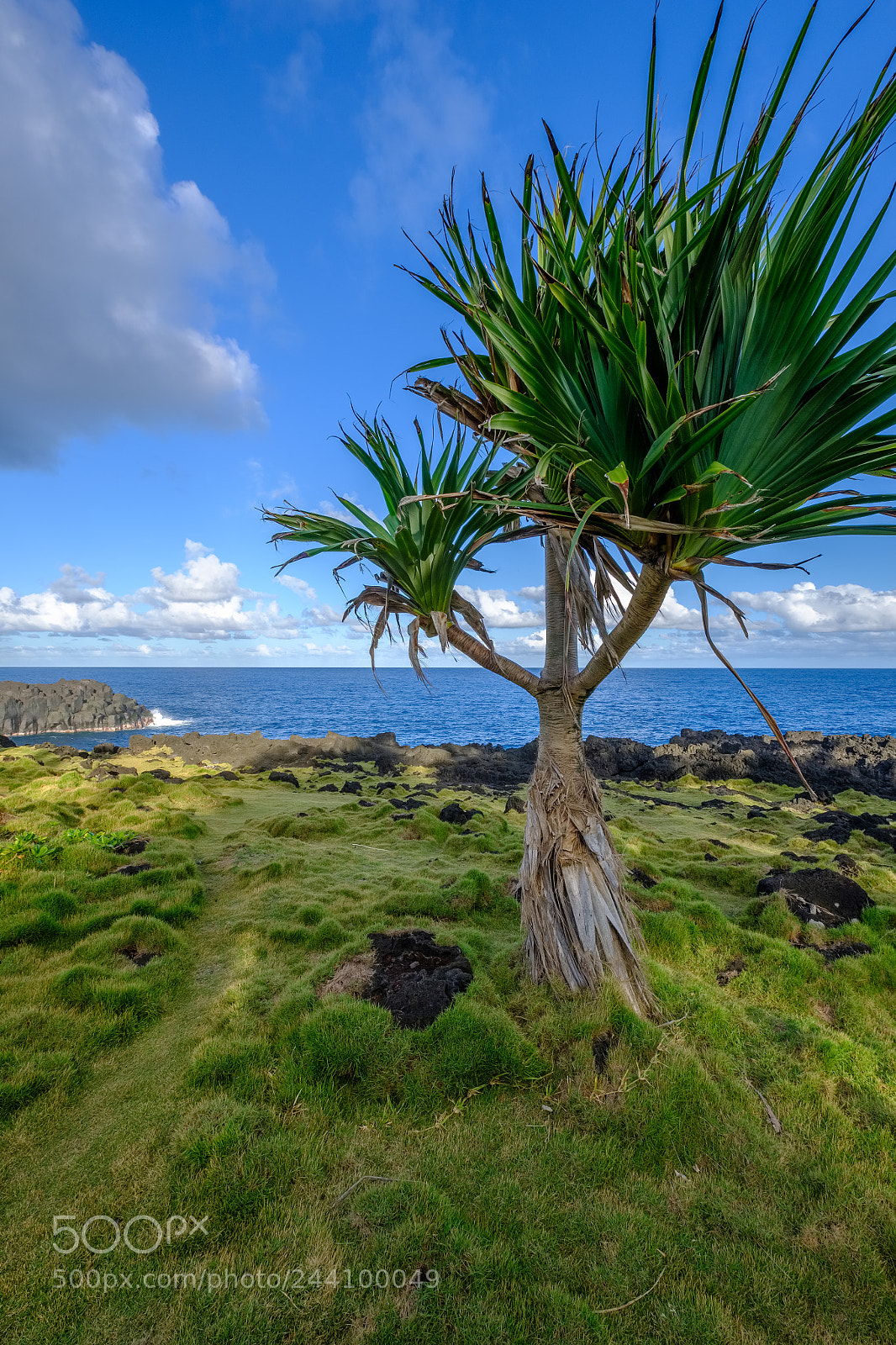 Fujifilm X-T2 sample photo. Common screwpine and volcanic photography