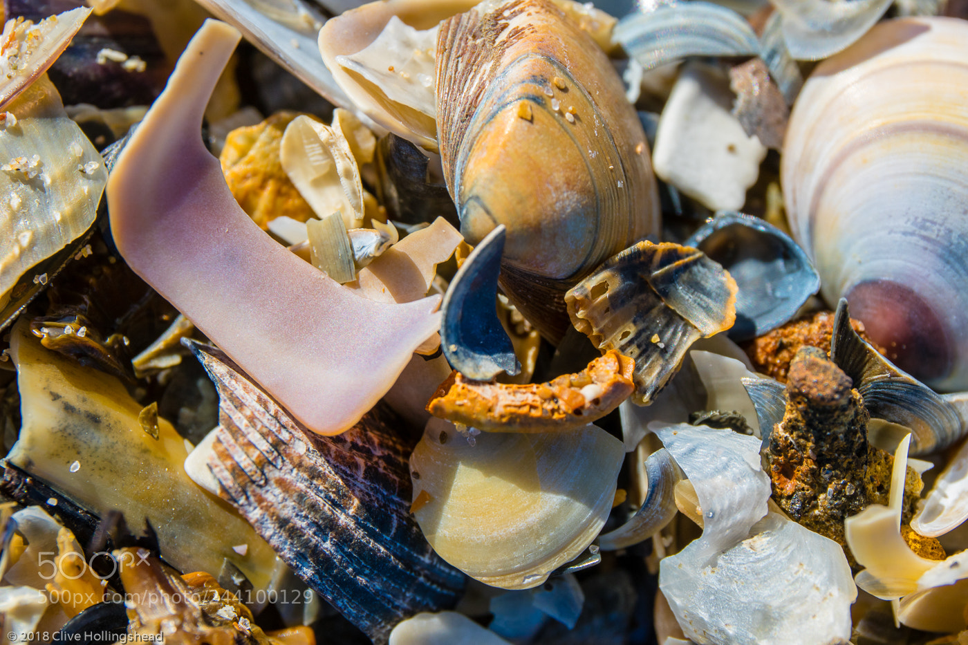 Canon EOS 7D Mark II sample photo. She sells sea shells photography