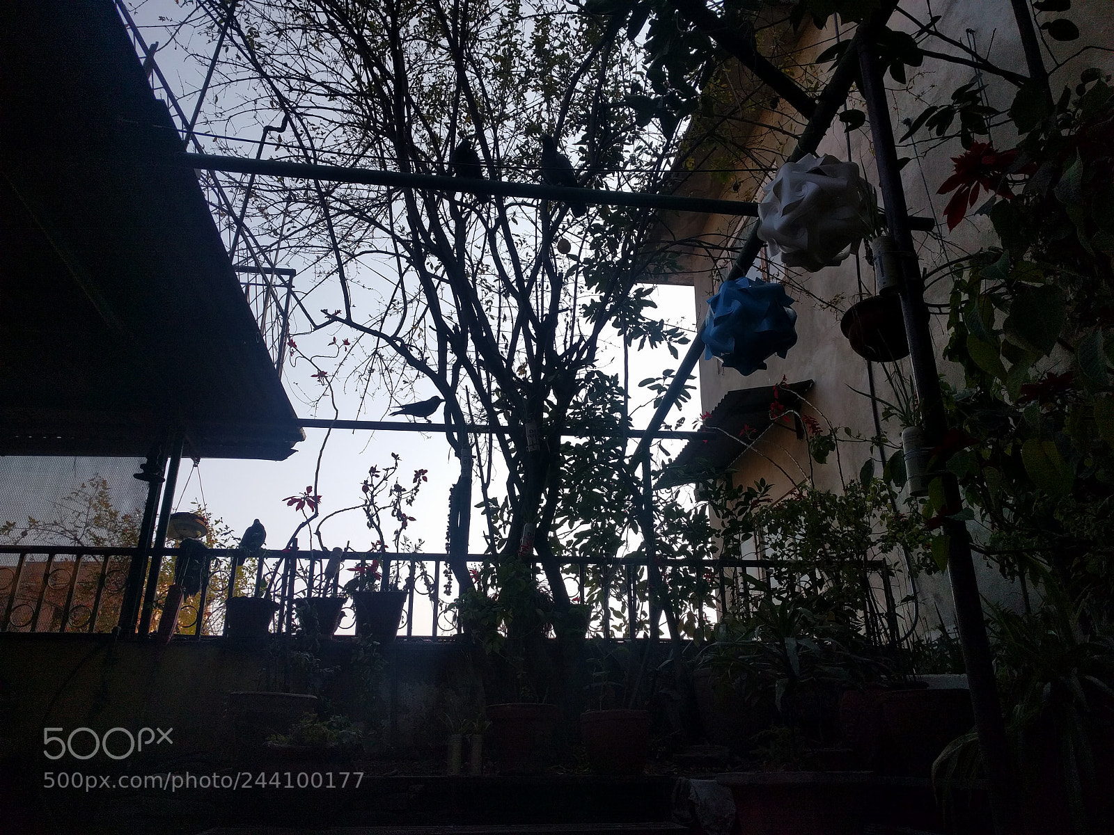 LG Nexus 5X sample photo. Silhouette photography