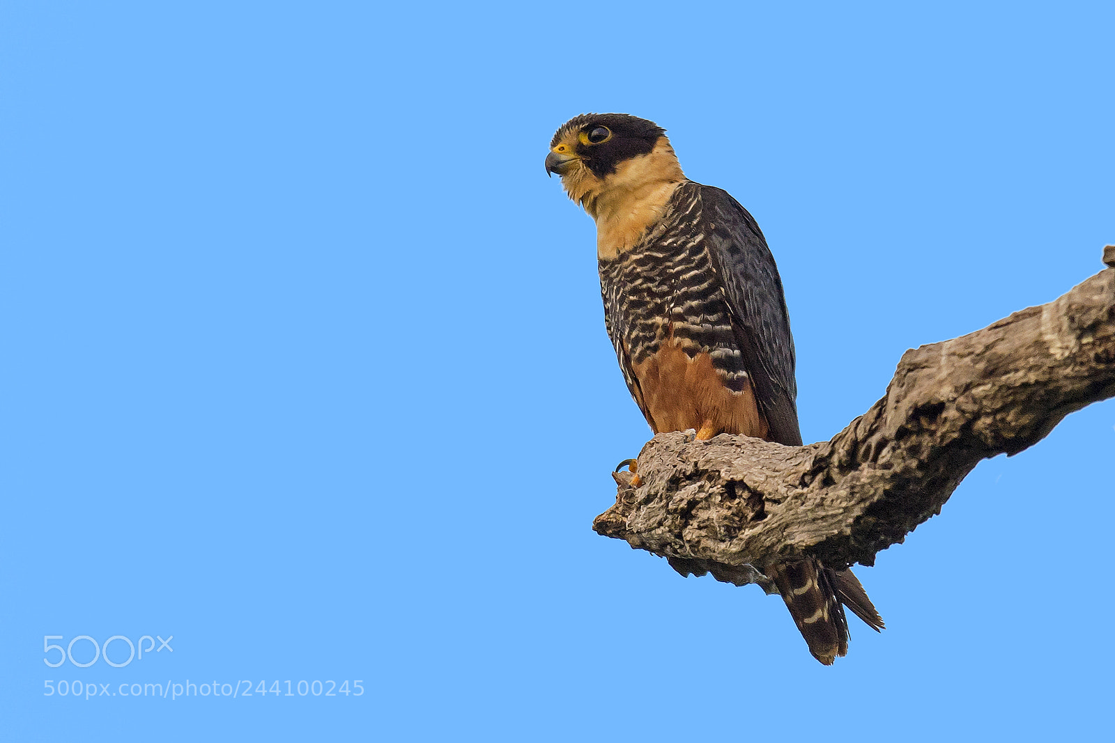 Nikon D5 sample photo. Bat falcon photography
