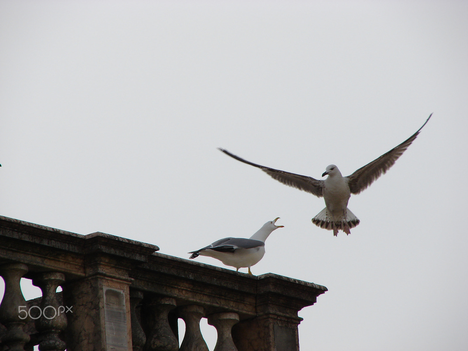 Sony DSC-H2 sample photo. Seagulls photography