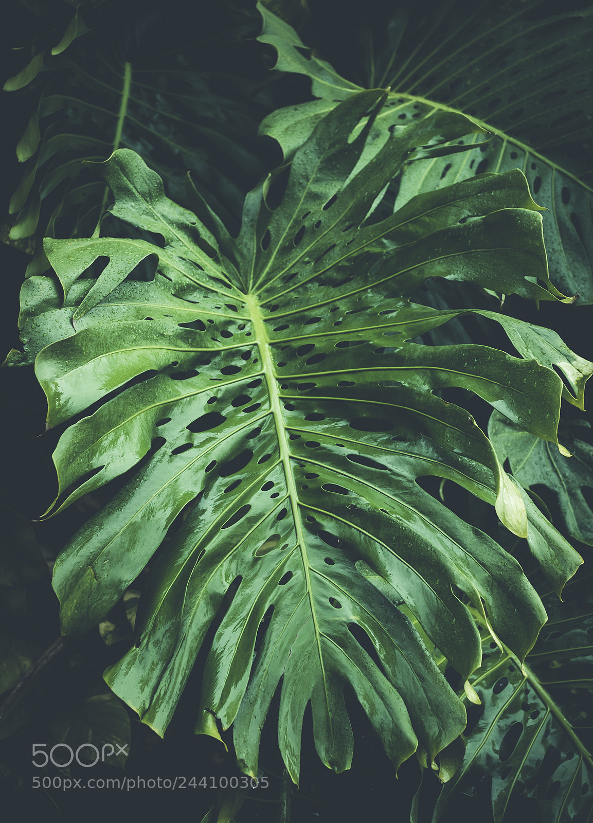 Olympus OM-D E-M10 II sample photo. Big leaf. photography