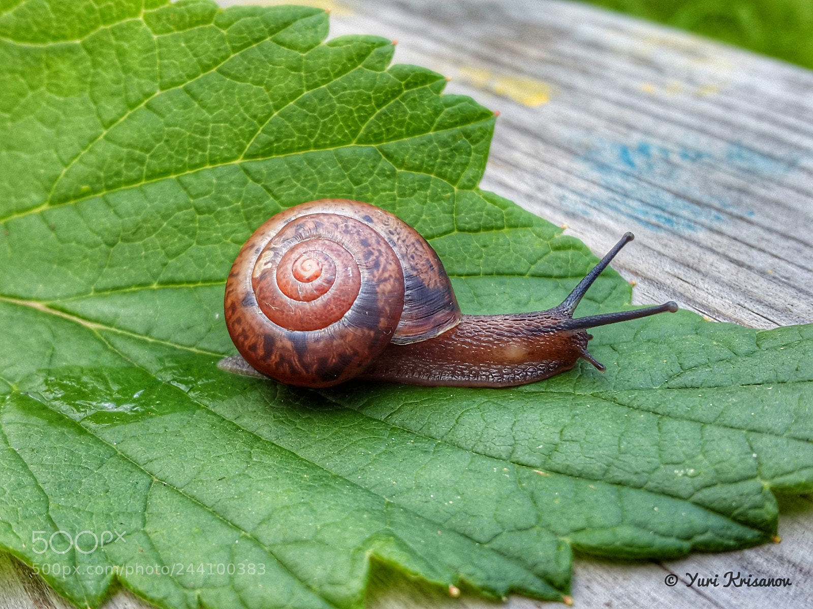Samsung Galaxy Alpha sample photo. Garden snail photography