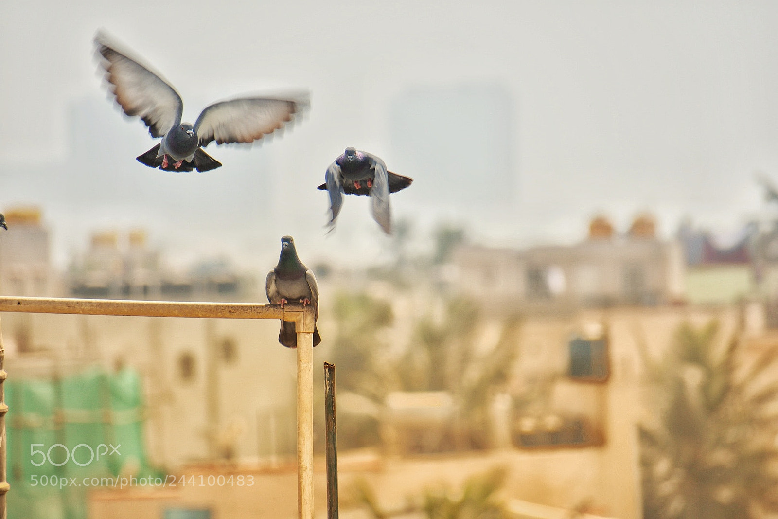 Nikon D3400 sample photo. Take off photography