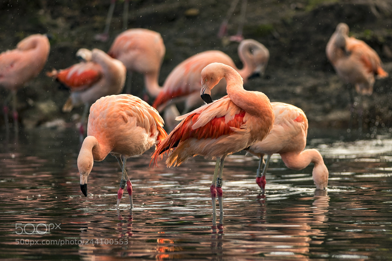 Nikon D810 sample photo. Flamingoes photography