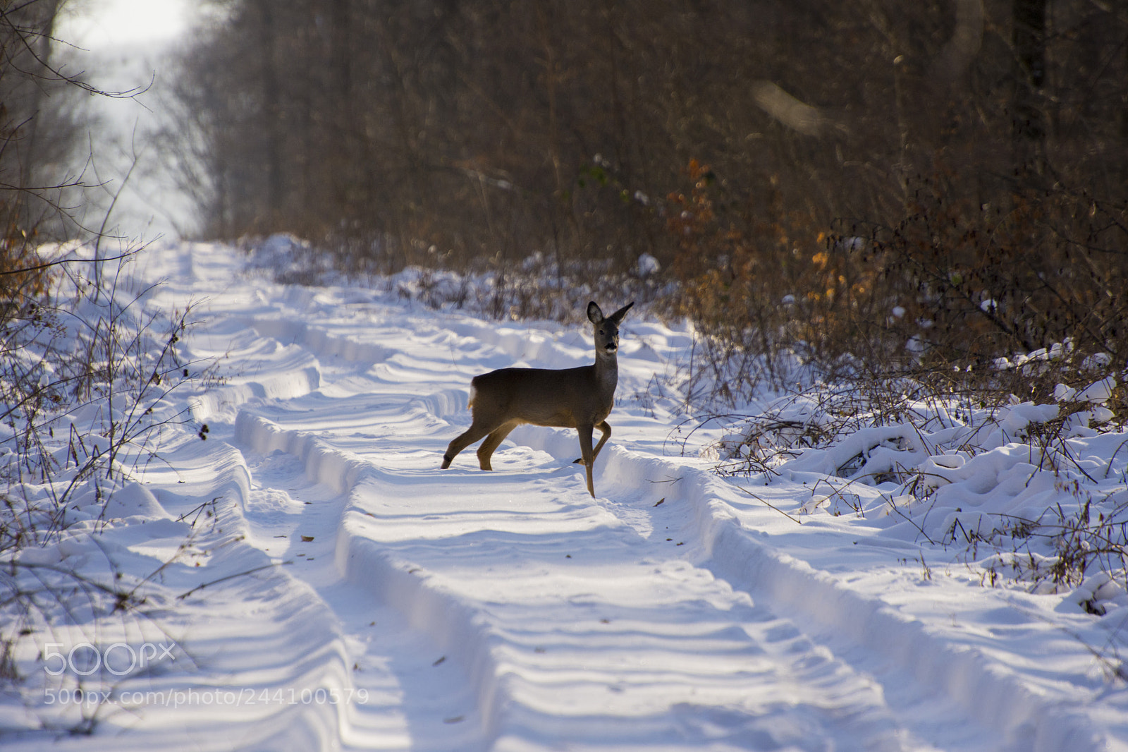 Nikon D7200 sample photo. Young doe photography