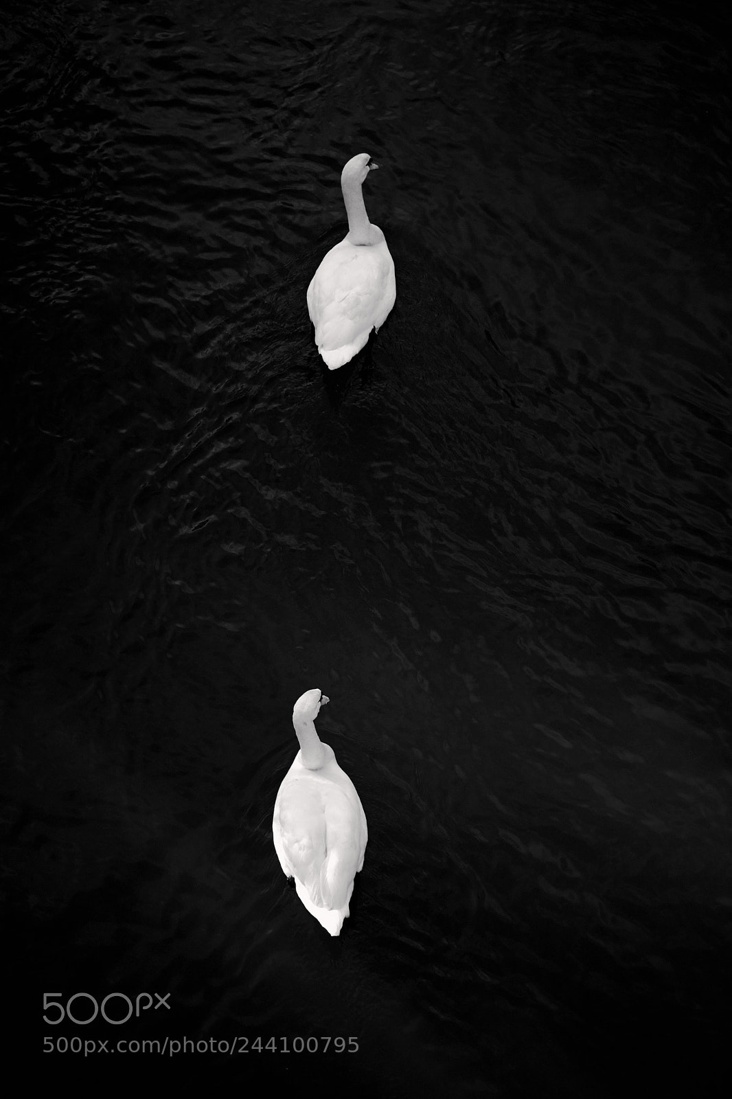 Fujifilm X-T10 sample photo. Swans photography
