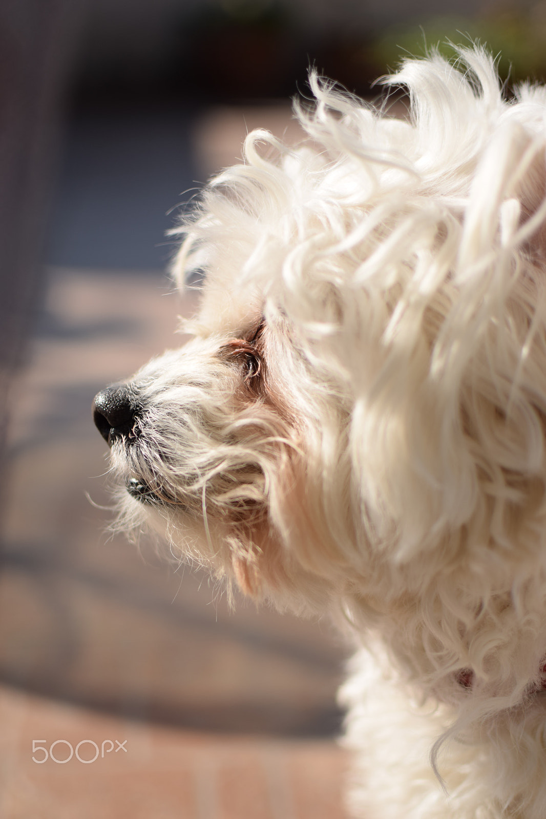 Nikon D5300 + Nikon AF-S DX Nikkor 35mm F1.8G sample photo. White pet dog photography