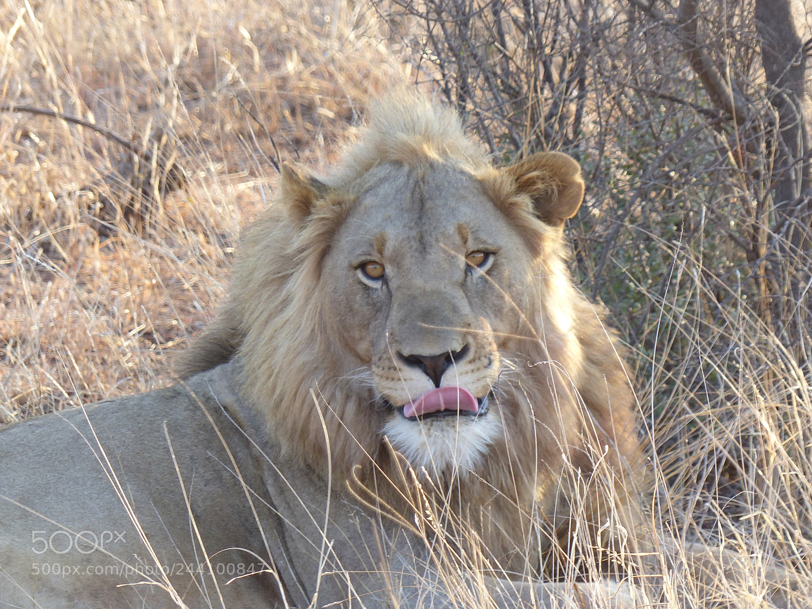 Panasonic Lumix DMC-FZ200 sample photo. Lazy lion photography