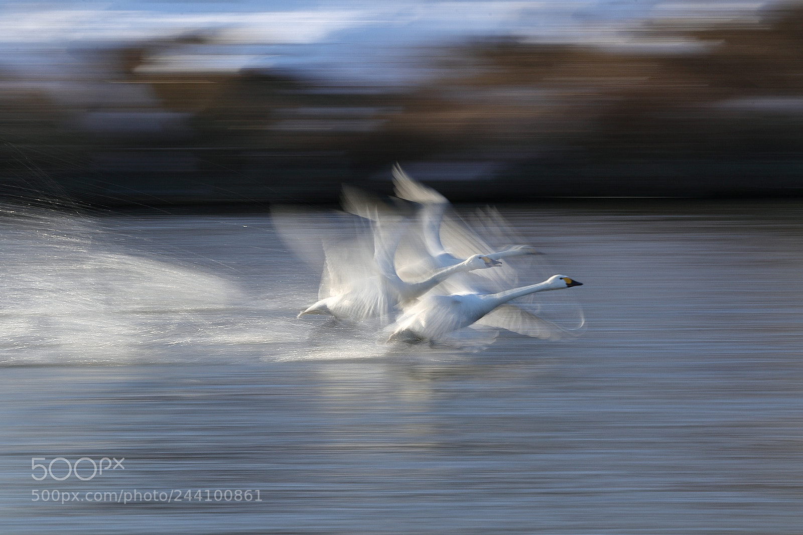 Canon EOS 7D Mark II sample photo. 白鳥 take off 0528 photography