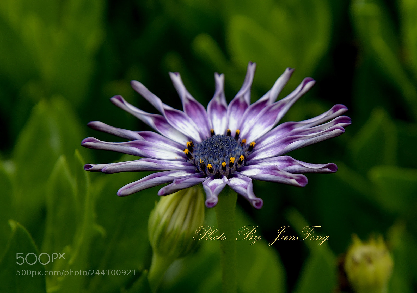 Nikon D800 sample photo. Untitled photography