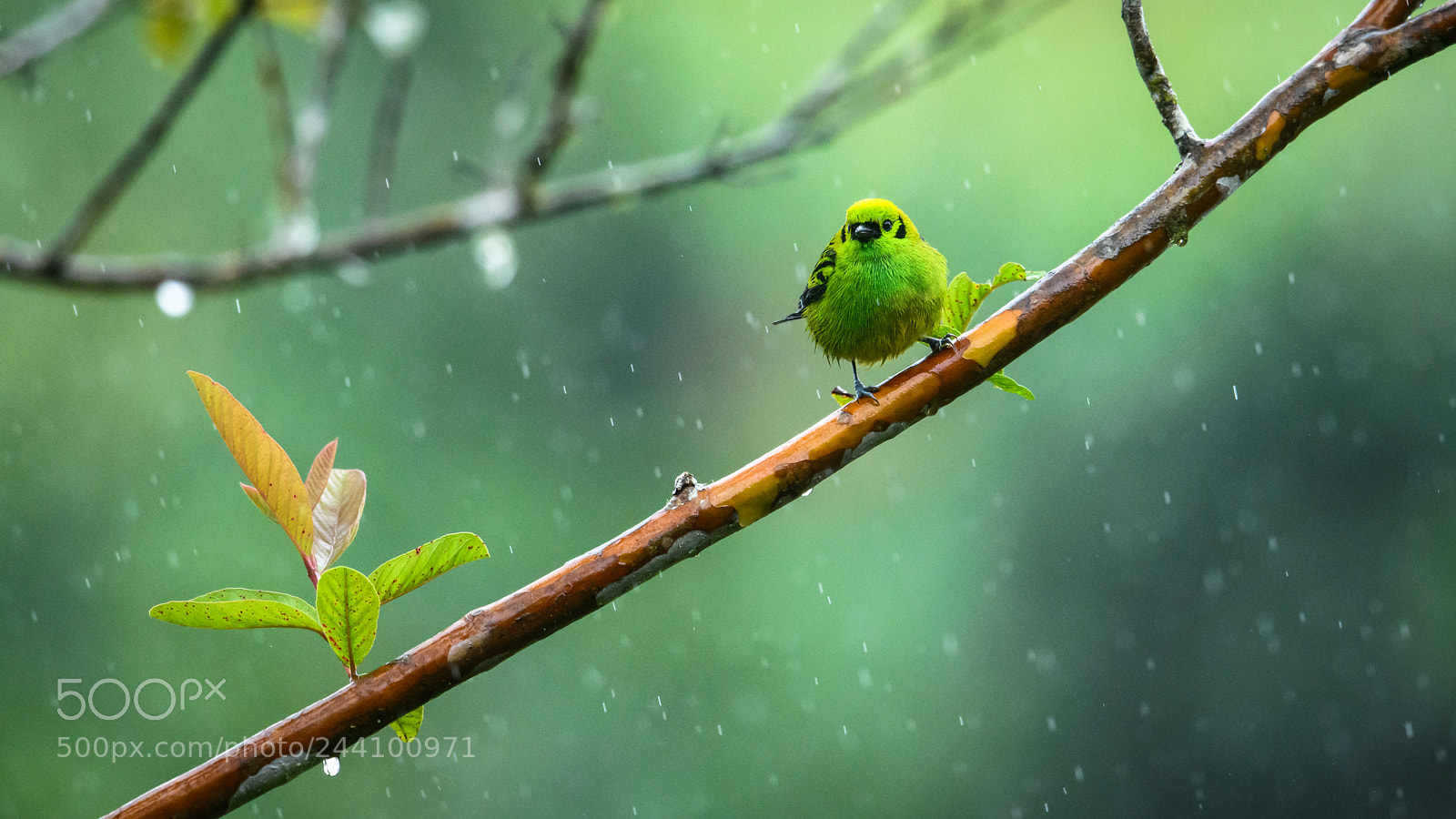 Nikon D850 sample photo. Emerald tanager in the photography