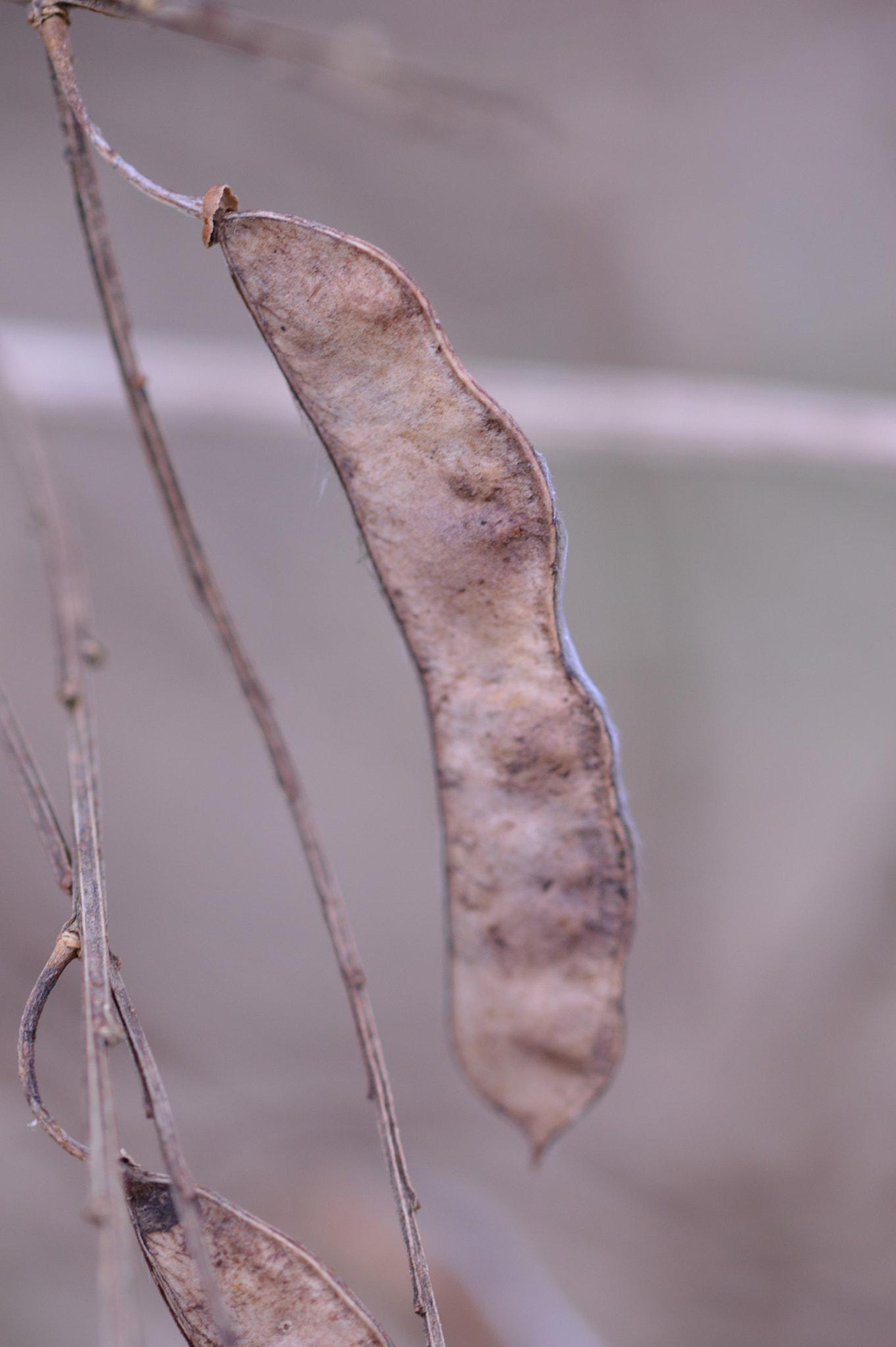 Sigma 105mm F2.8 EX DG OS HSM sample photo. () photography