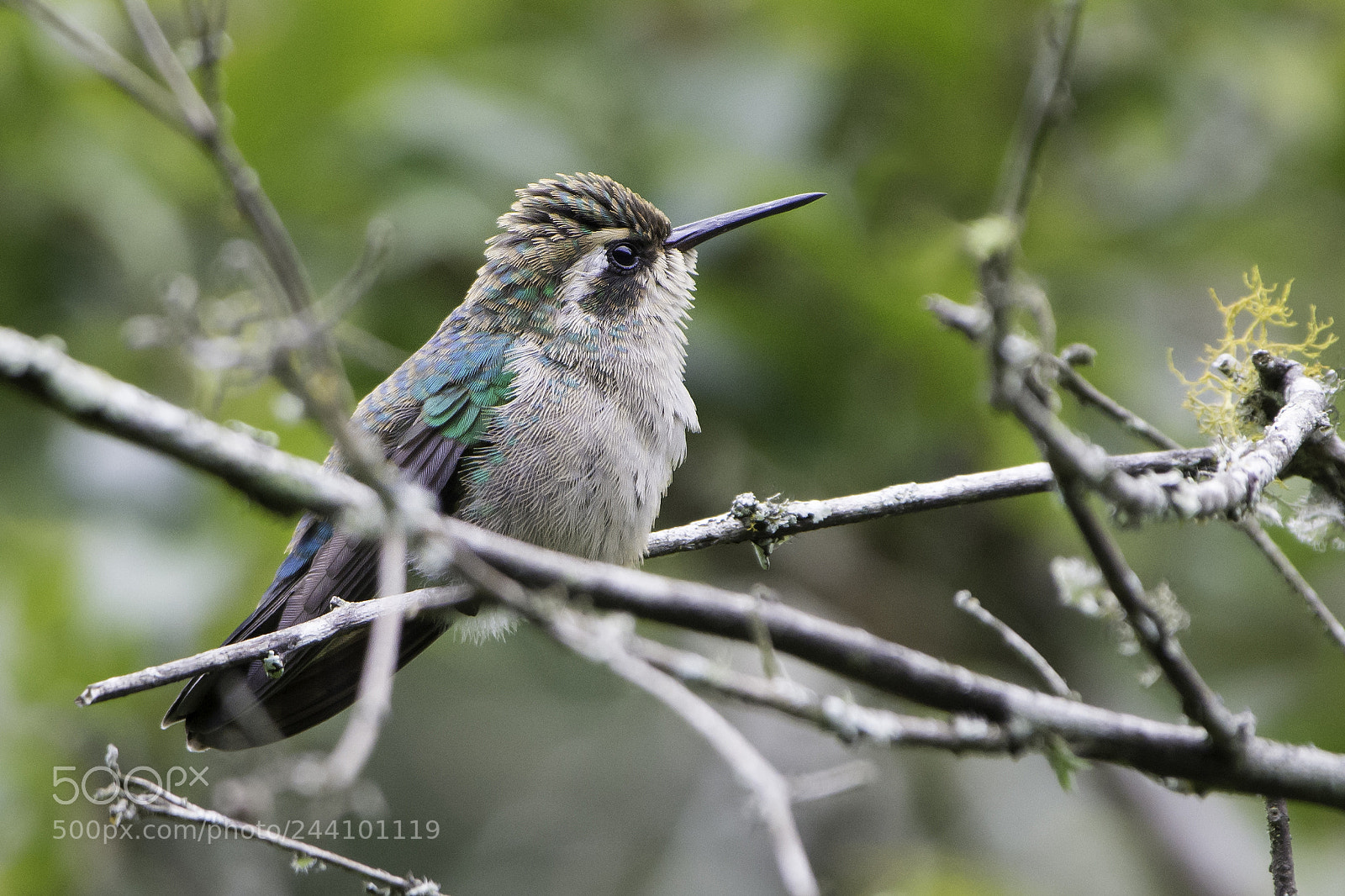 Nikon D7100 sample photo. Colibri pequerrucho photography