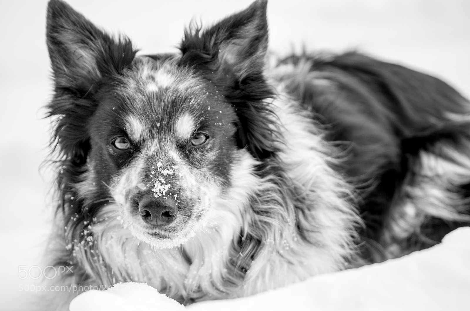Pentax K-30 sample photo. Ellie. photography