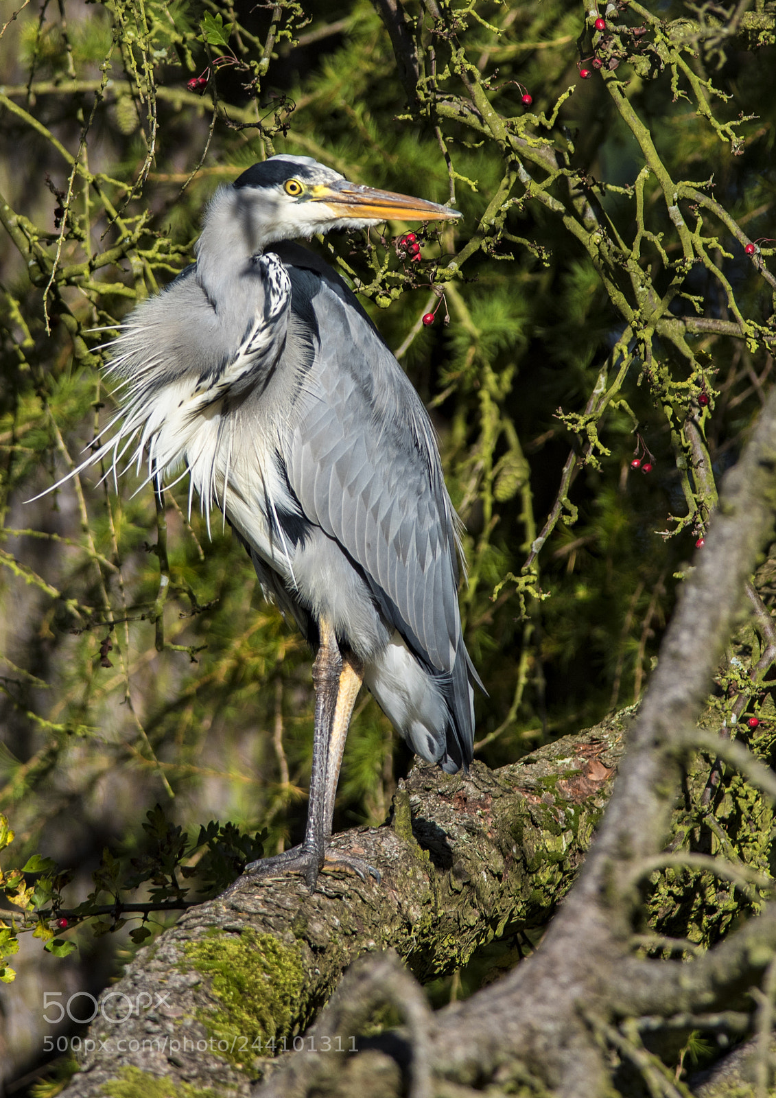 Nikon D810 sample photo. Grey heron, loch leven photography