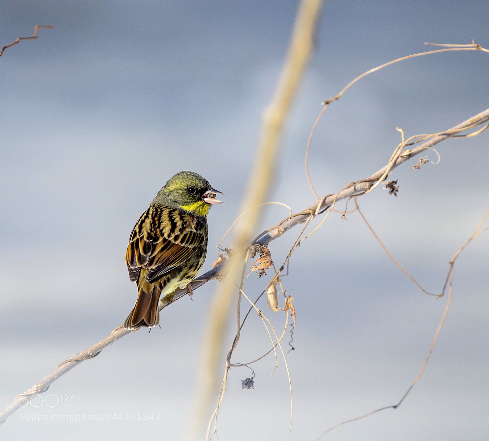 Canon EOS-1D X sample photo. Japanese bunting in the photography