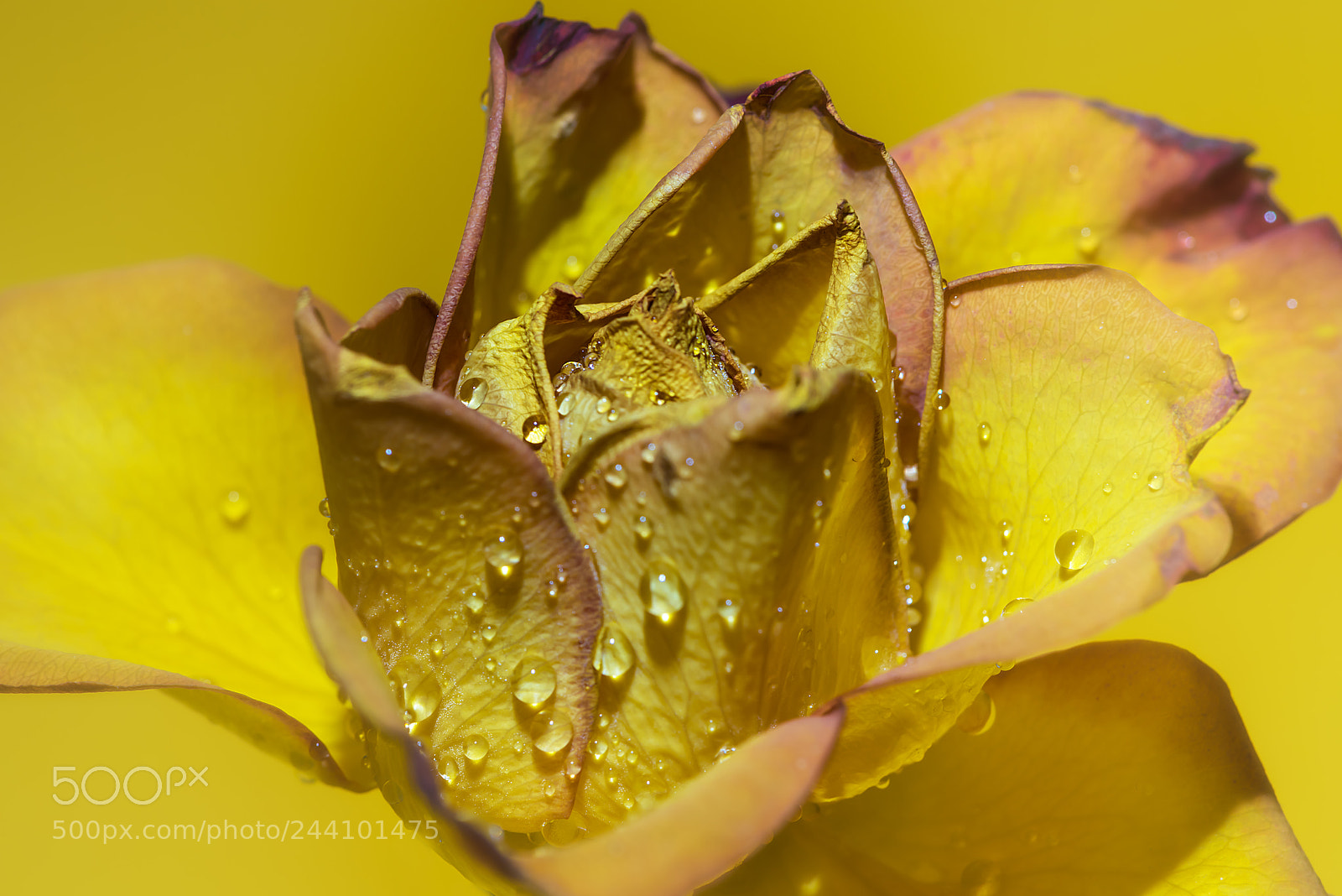Nikon D810 sample photo. Yellow rose photography