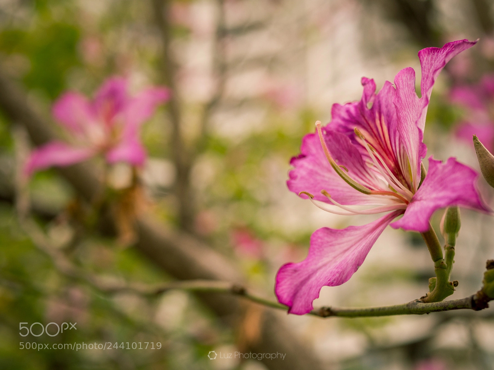 Olympus OM-D E-M10 II sample photo. Redbud is blooming photography