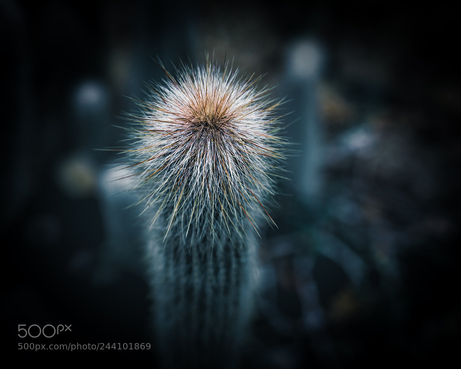 Olympus OM-D E-M5 II sample photo. Cold cactus photography