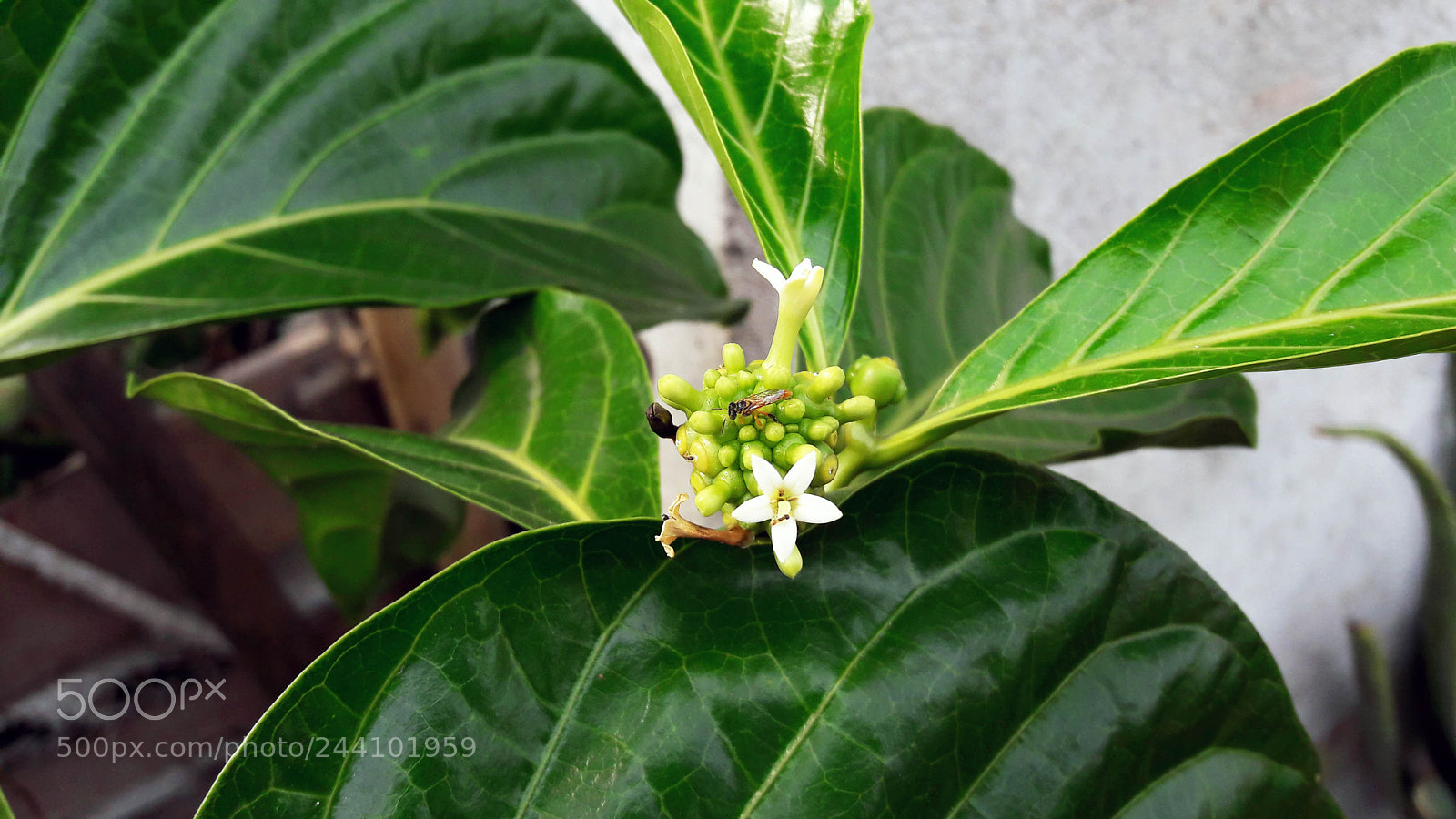 Samsung Galaxy A5(2016) sample photo. Angelita bee photography