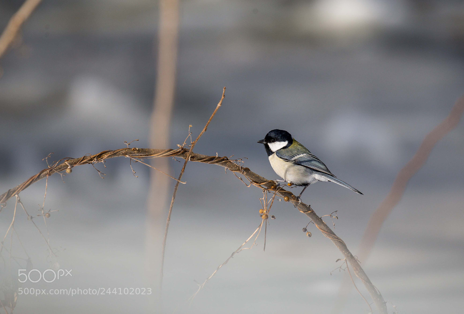 Canon EOS-1D X sample photo. Japanese tit photography