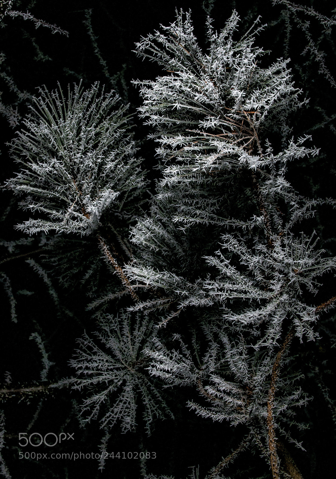Nikon D300 sample photo. Zimowe mioteøki photography
