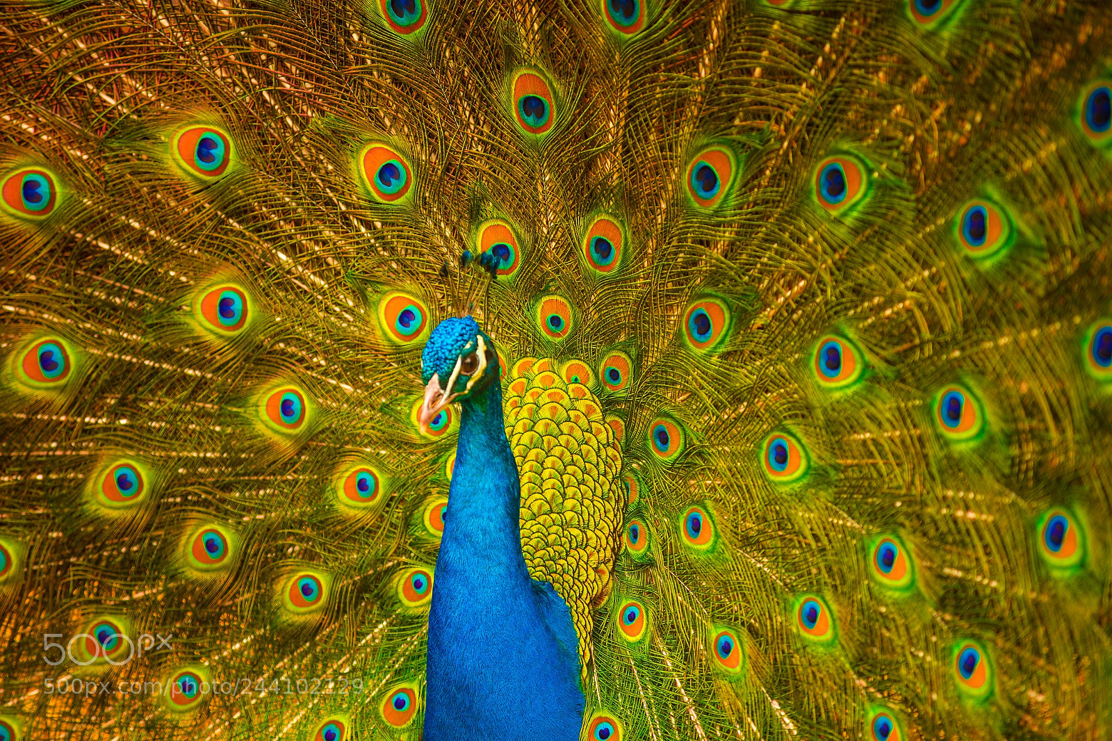 Canon EOS-1D X sample photo. Peacock feathers photography