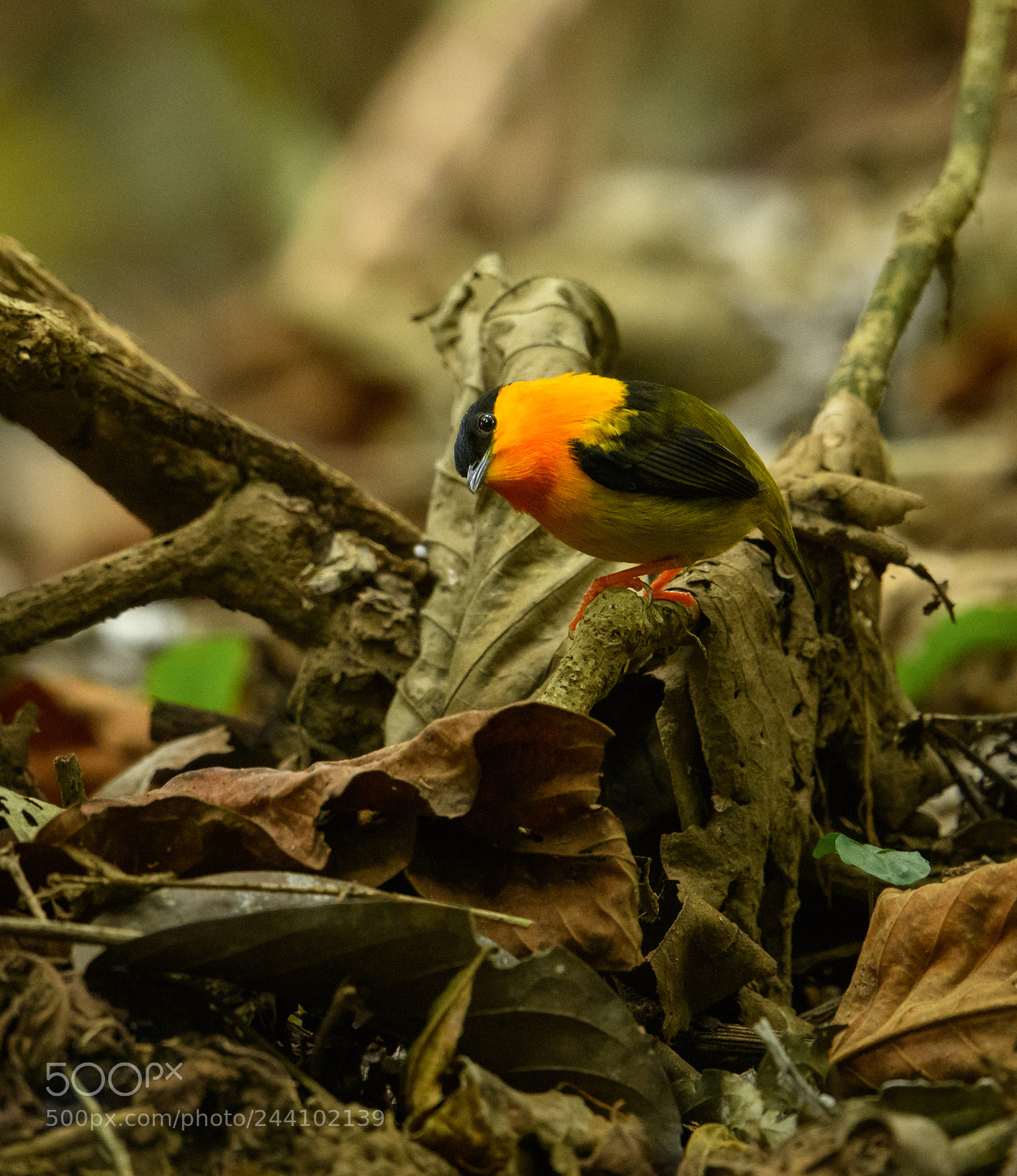 Nikon D850 sample photo. Orange collared manakin blending photography