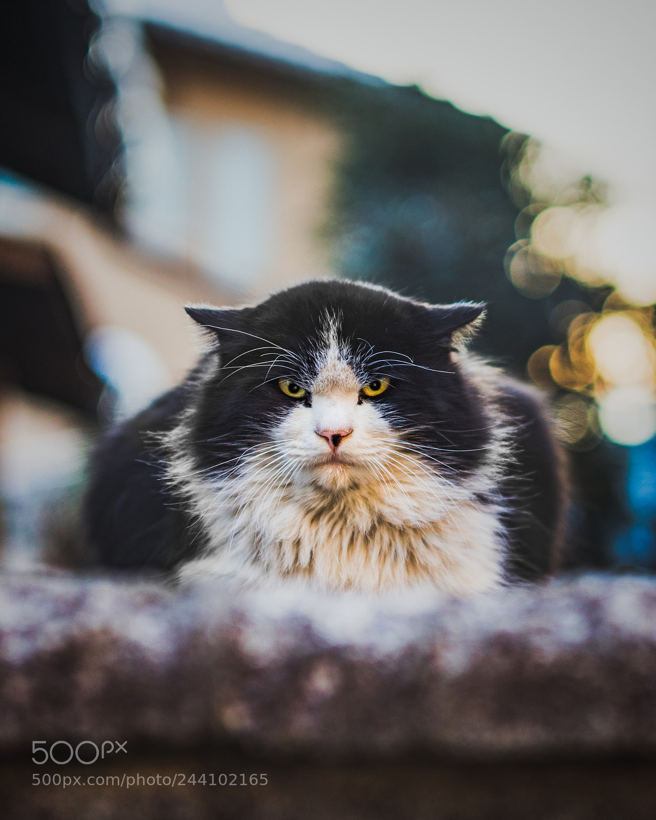 Sony a7R III sample photo. Face of intimidation photography