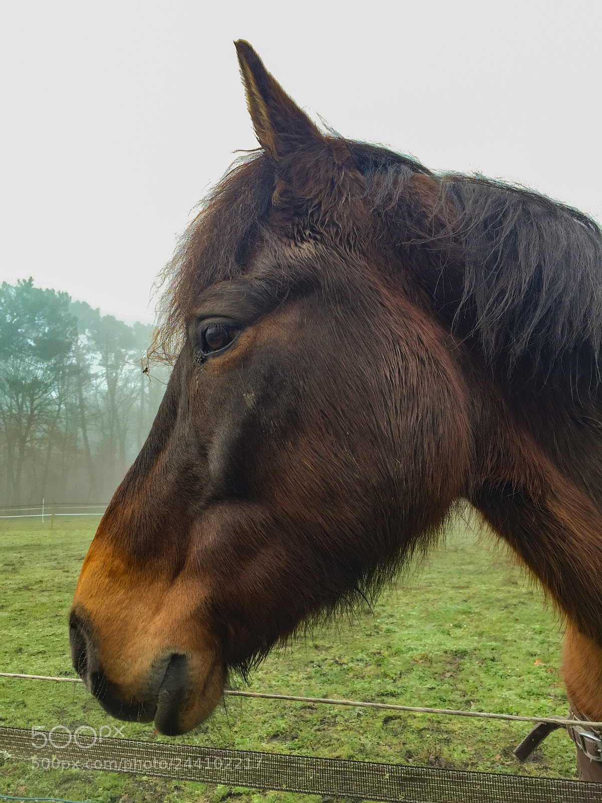Apple iPhone 6 sample photo. Un cheval dans le photography