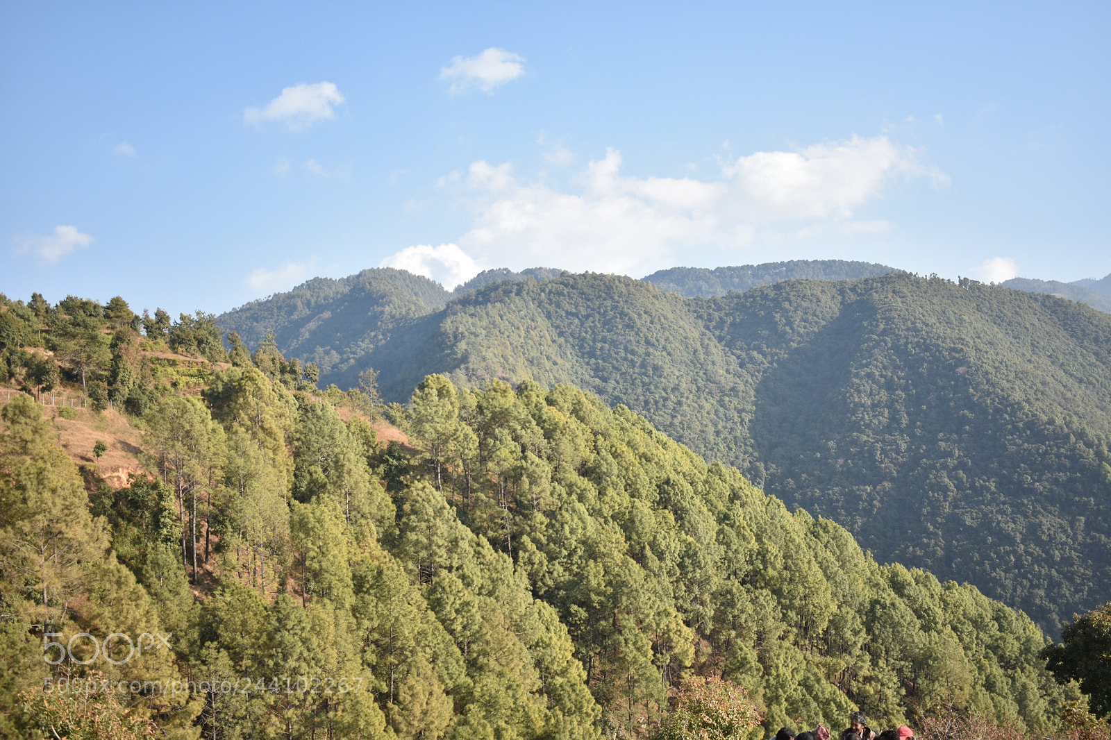 Nikon D3400 sample photo. 2 shades of green photography
