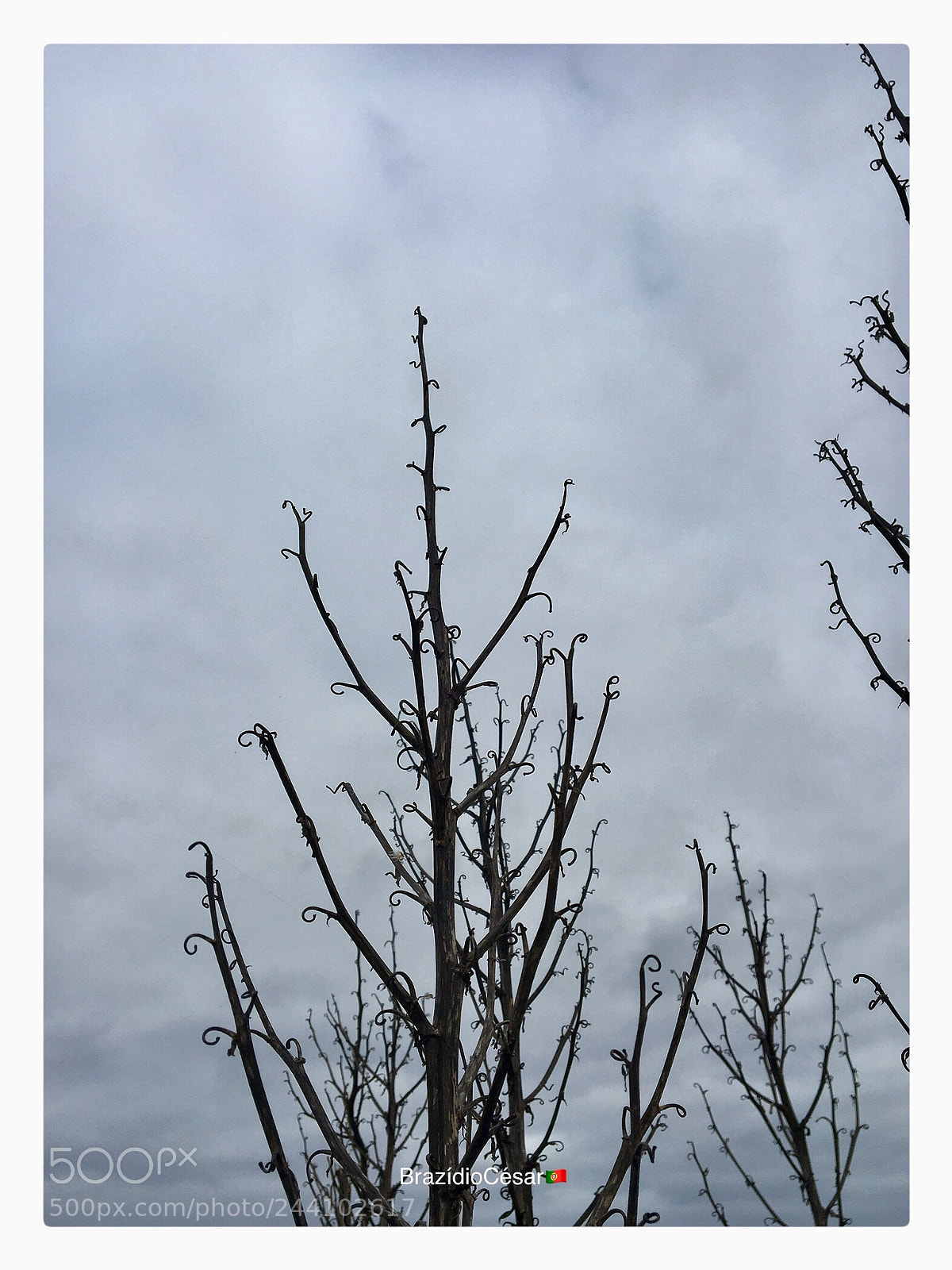 Apple iPhone 6s sample photo. Untitled photography