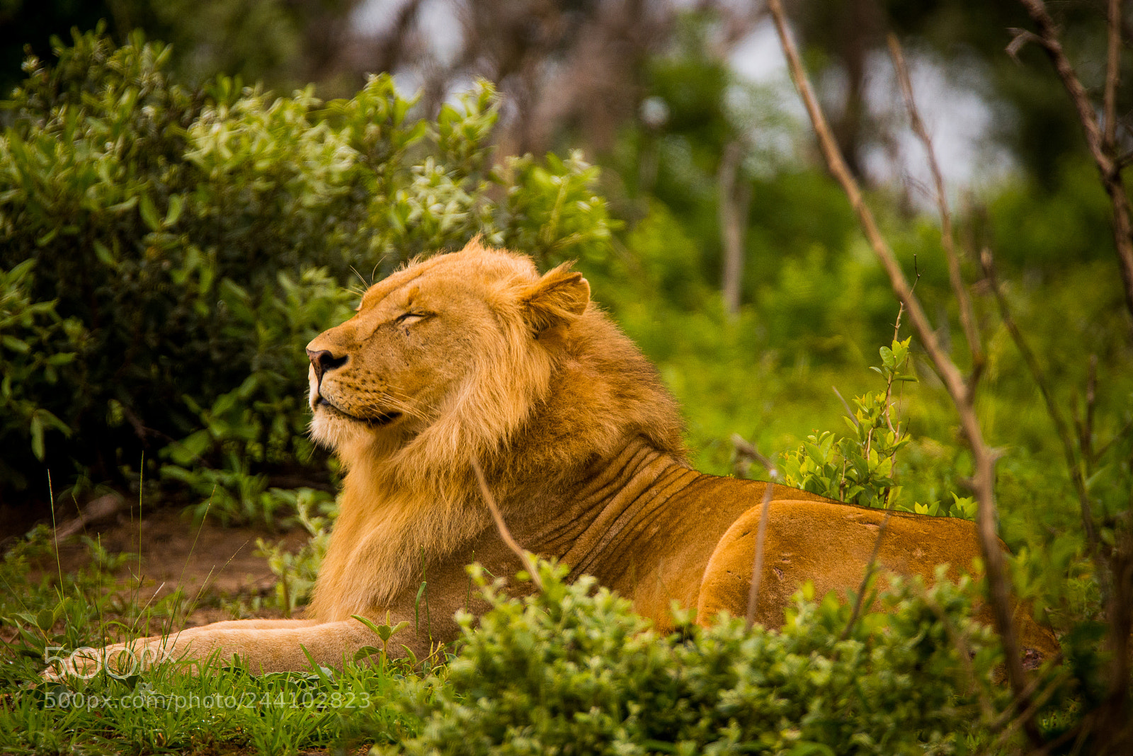 Nikon D610 sample photo. Basking in greatness photography