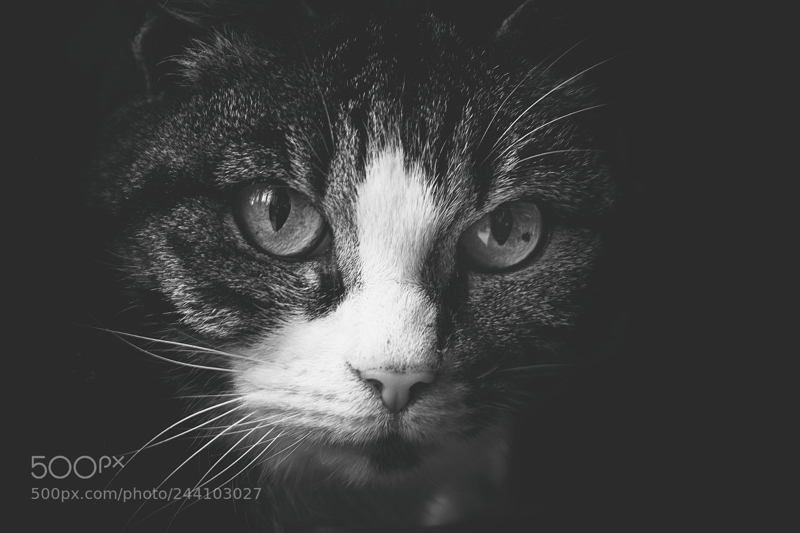 Fujifilm X-T10 sample photo. Look into my eyes photography