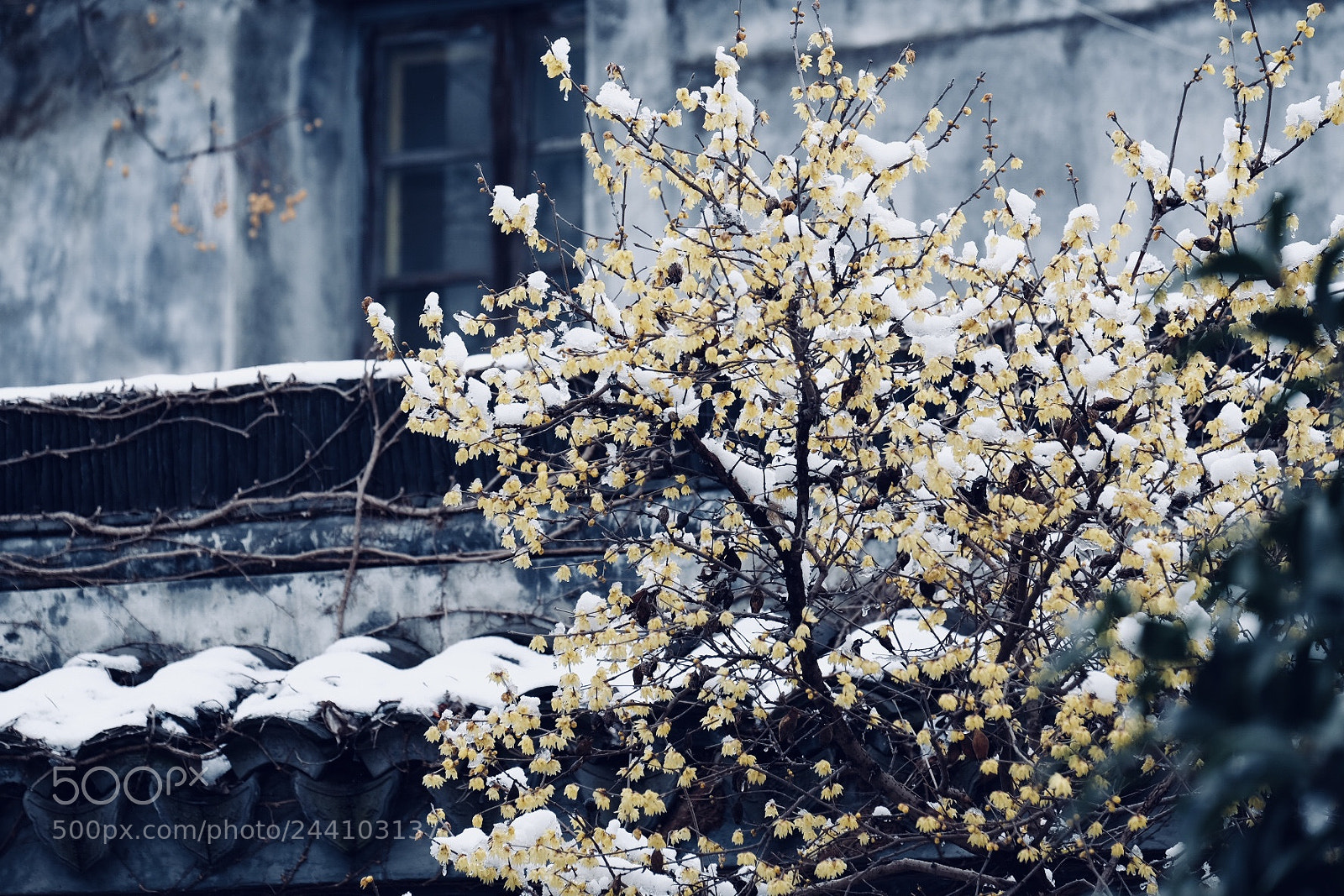 Fujifilm X-E2 sample photo. After snow photography