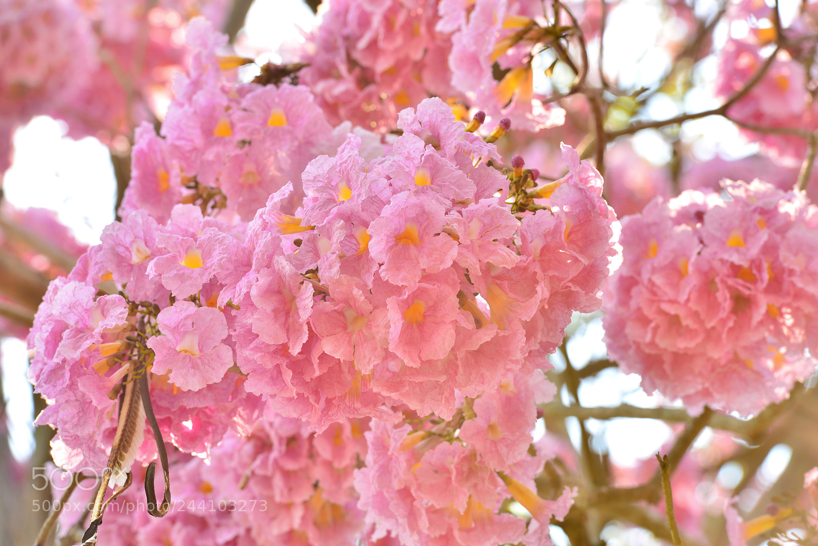 Nikon D800 sample photo. Pinkin' time photography