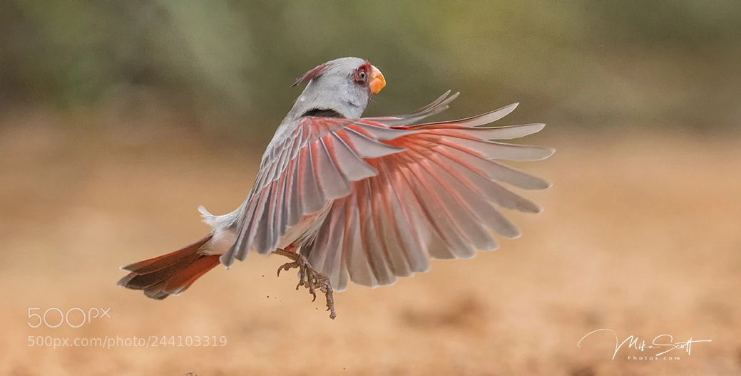 Nikon D500 sample photo. Wide open pyrrhuloxia photography
