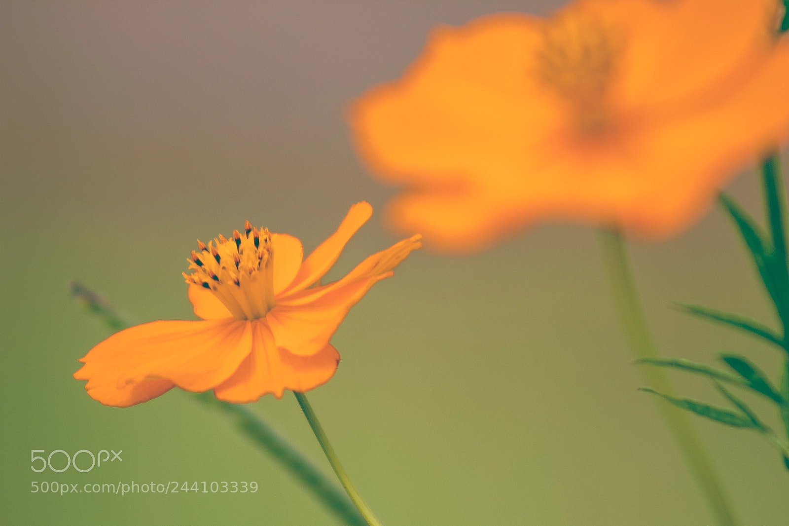 Canon EOS 1300D (EOS Rebel T6 / EOS Kiss X80) sample photo. Cores photography