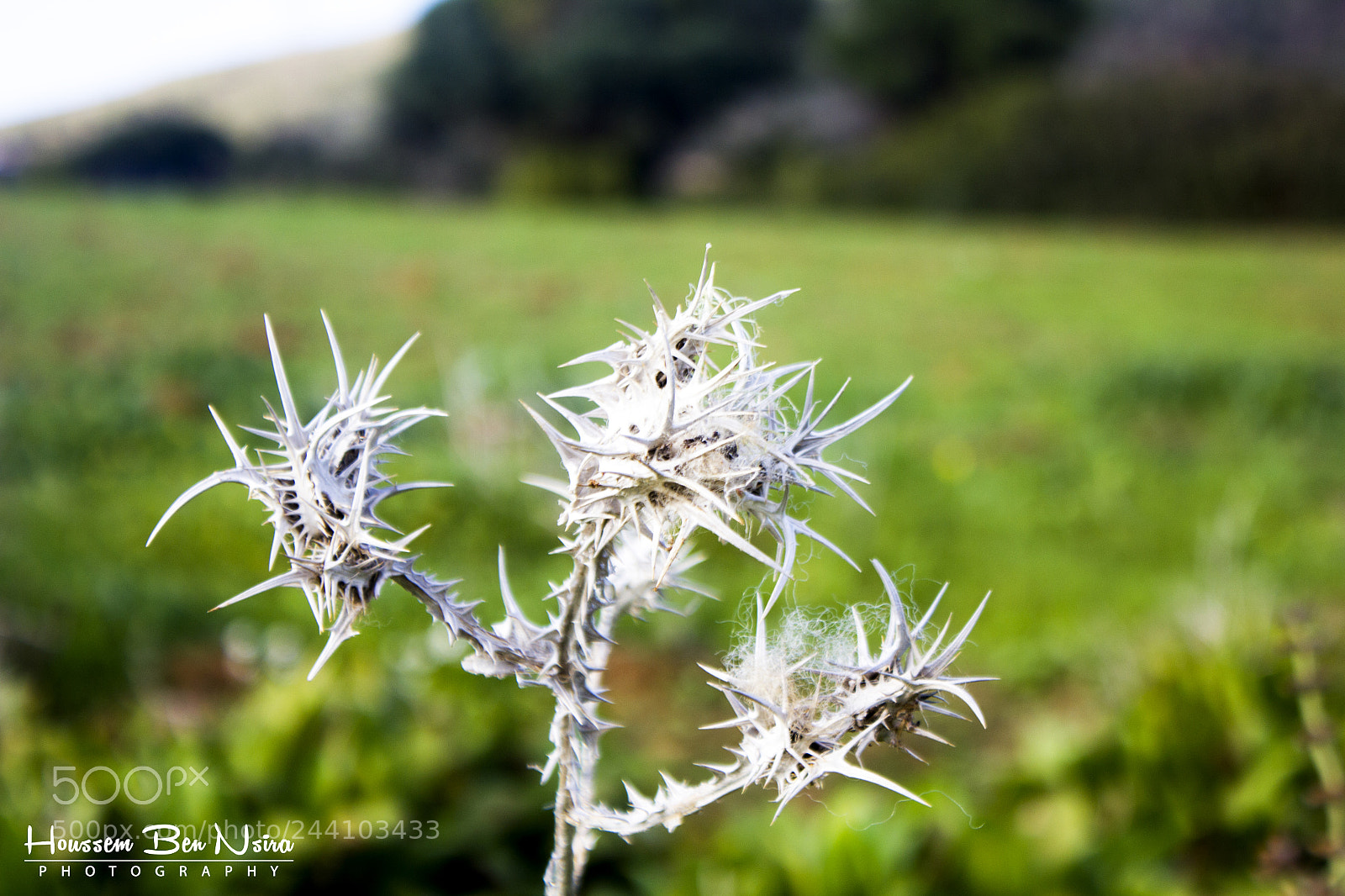 Canon EOS 550D (EOS Rebel T2i / EOS Kiss X4) sample photo. Skull nature photography
