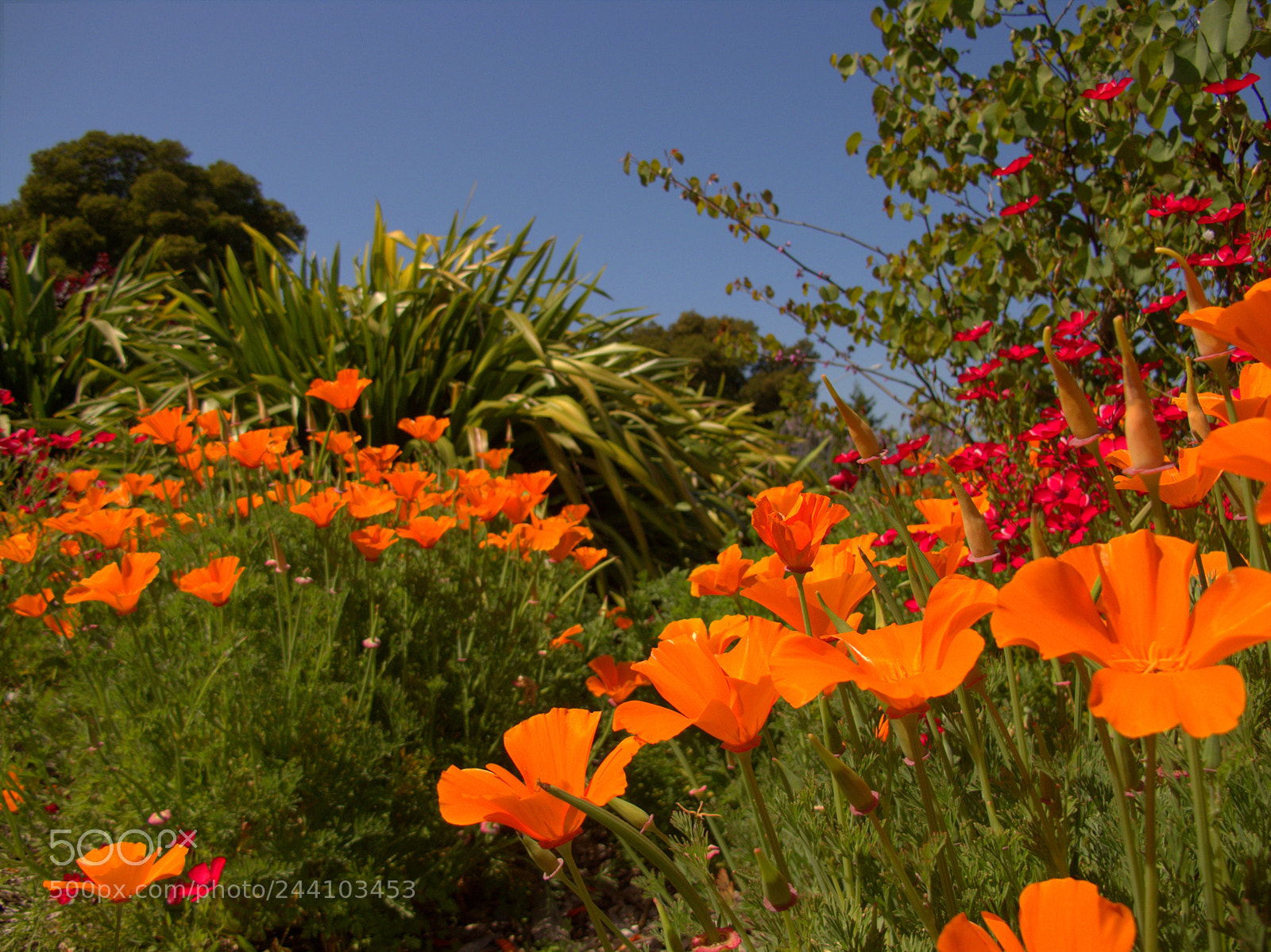 Canon PowerShot G12 sample photo. Poppies photography