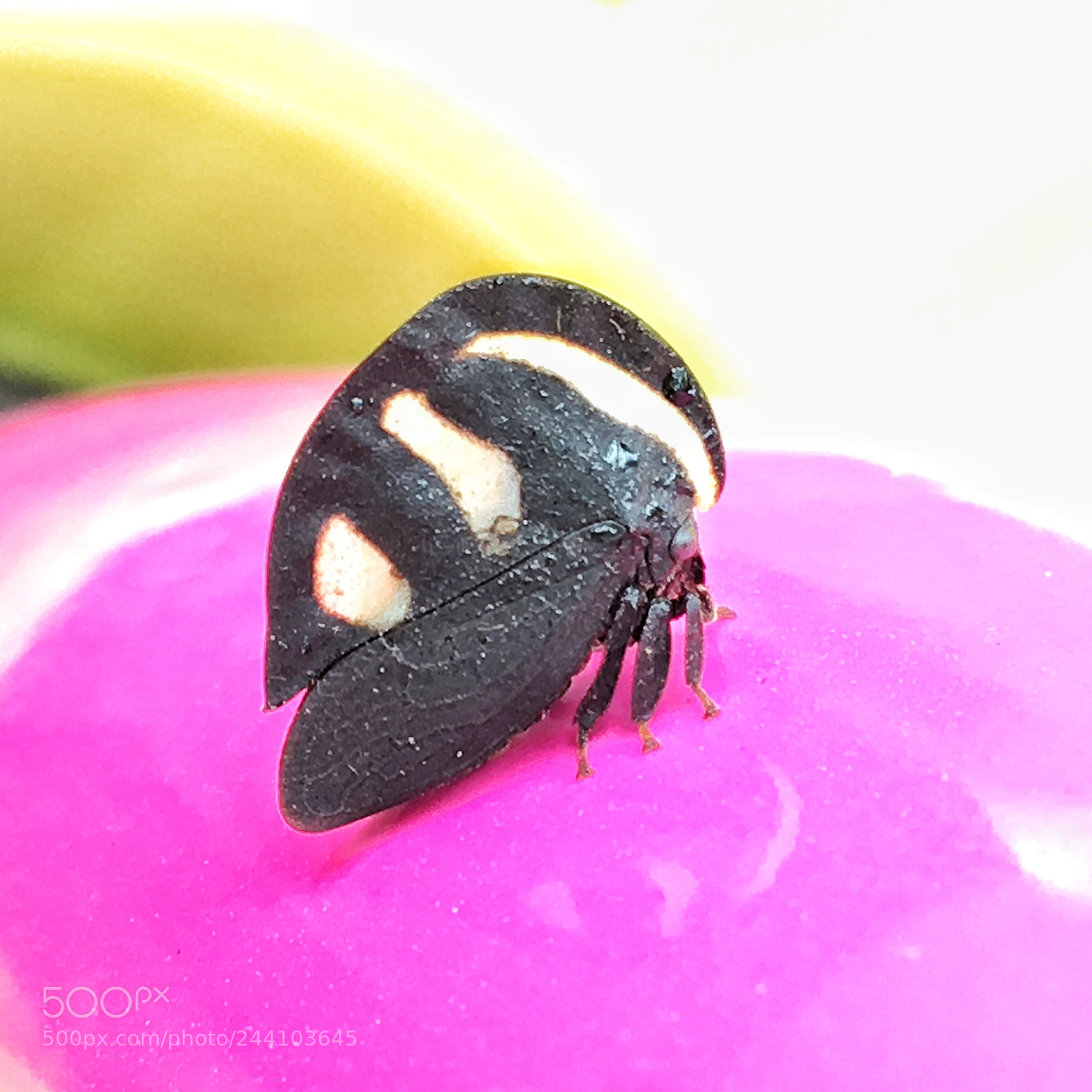 Apple iPhone 6s sample photo. 1 cm (half inch) butterfly photography