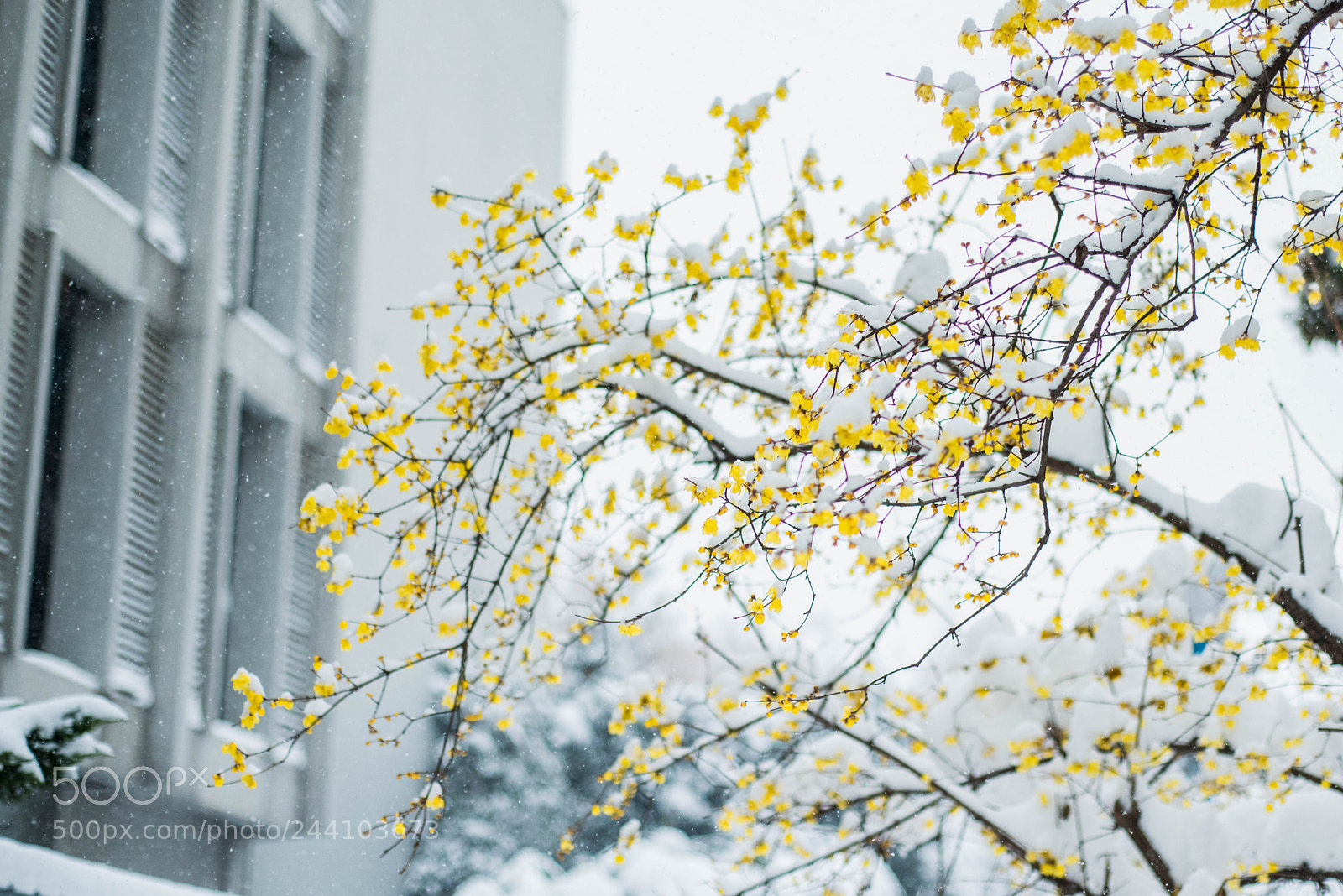 Nikon D810 sample photo. Snowsweet photography