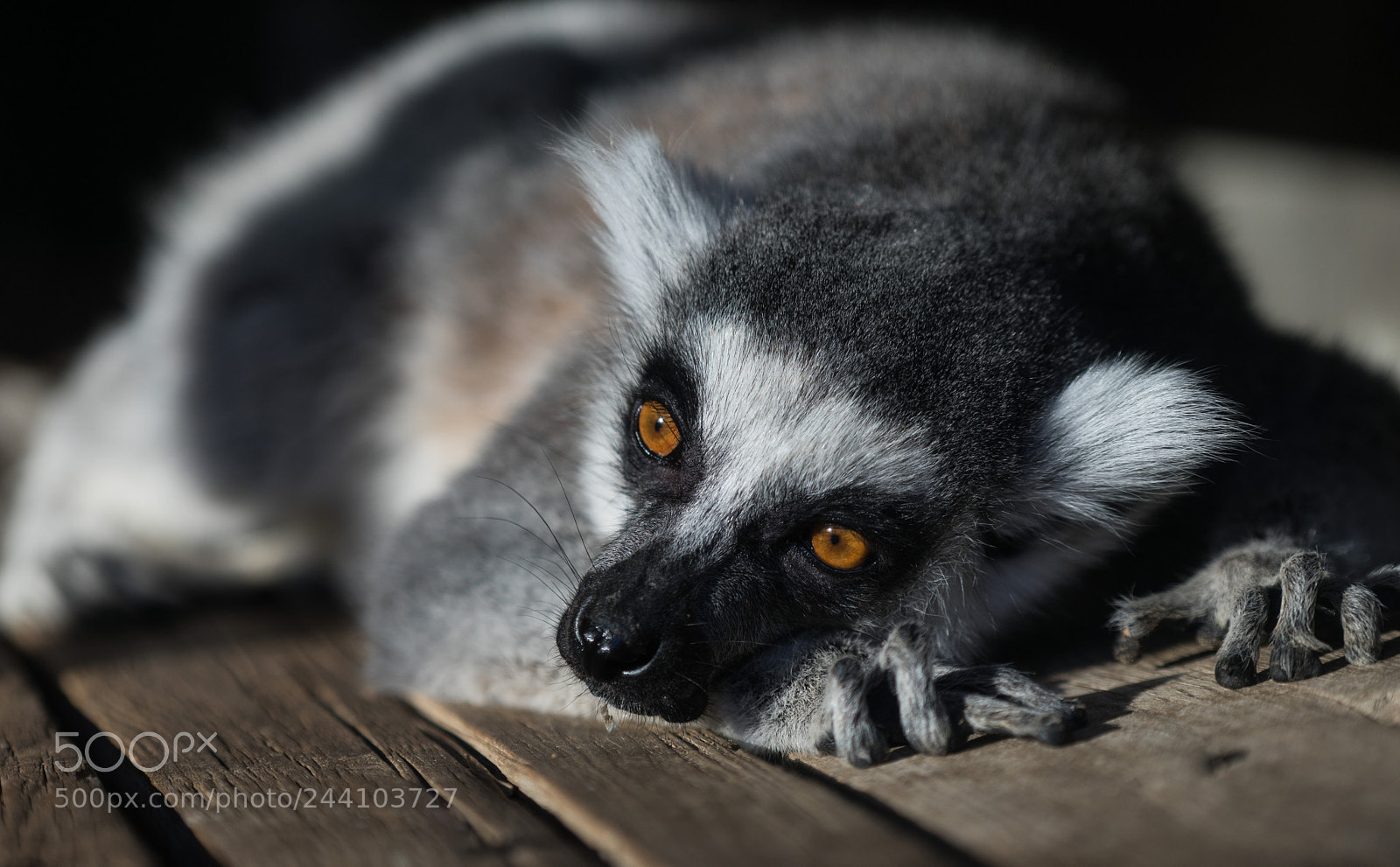 Sony a7 II sample photo. I'm going to sleep photography