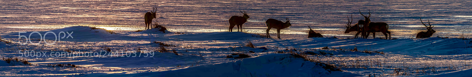 Olympus PEN E-P5 sample photo. Deers at large. photography