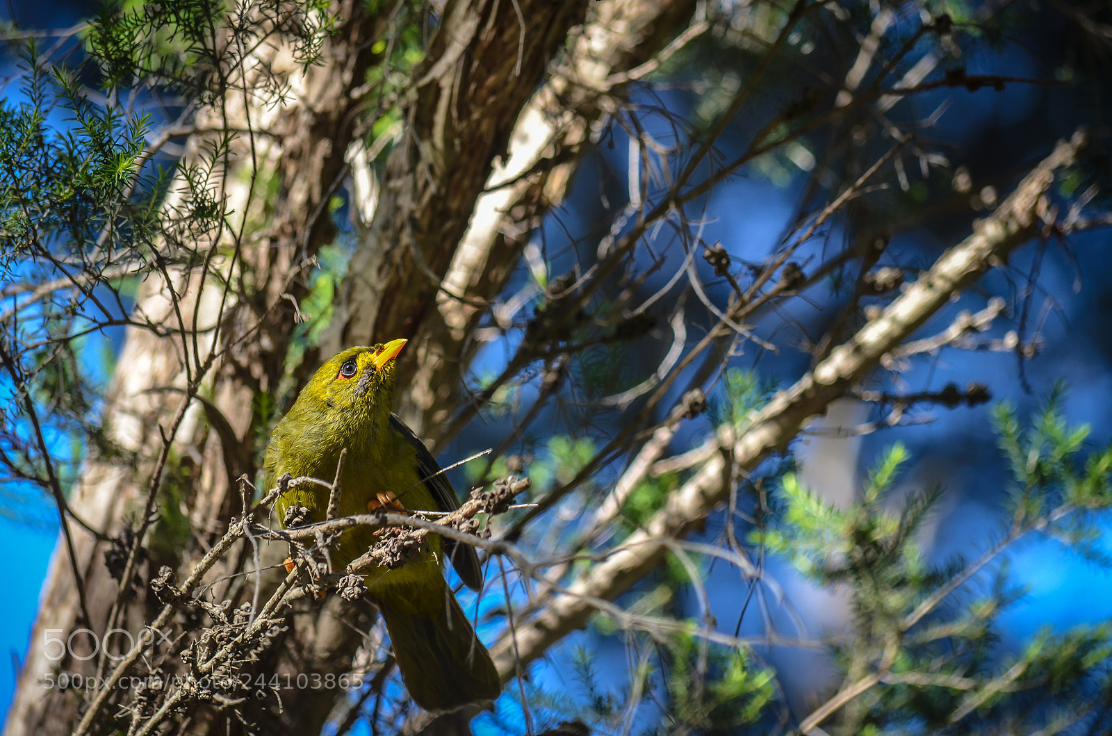 Nikon D5100 sample photo. Bell miner photography