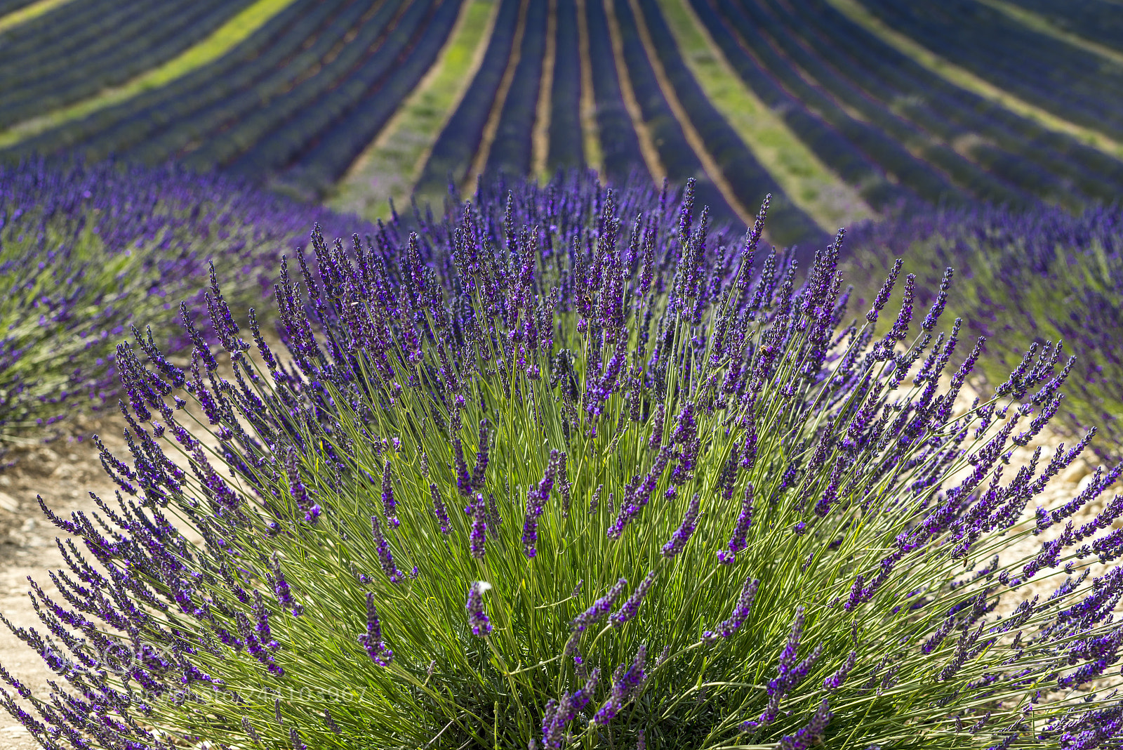 Nikon D800 sample photo. Plateau de valensole provence photography