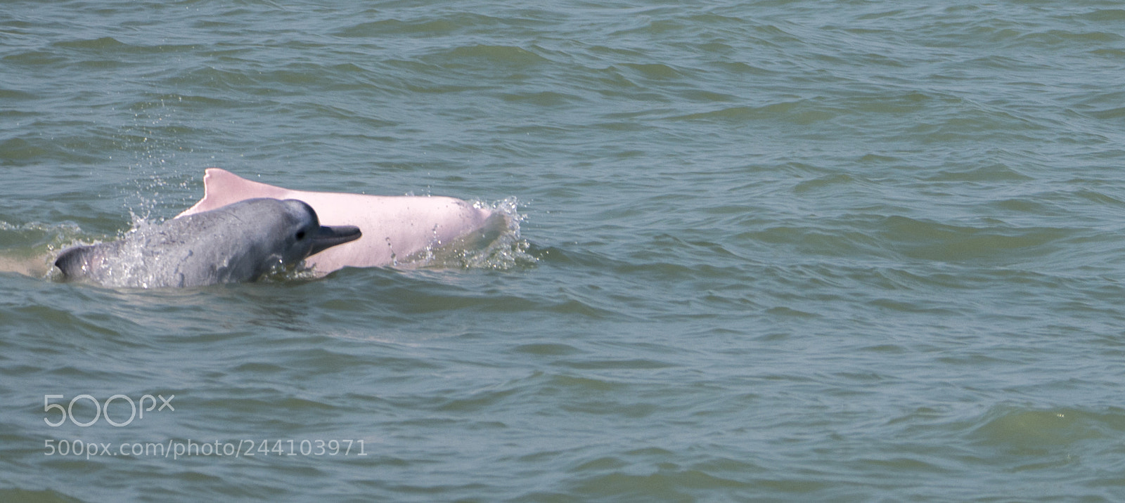 Nikon D7200 sample photo. Mum and calf photography